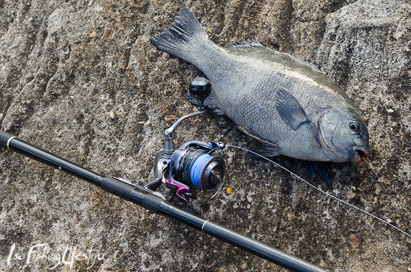 Wash fishing for drummer