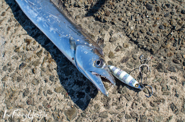 ISOFishingTV: Shore jigging for Hairtail