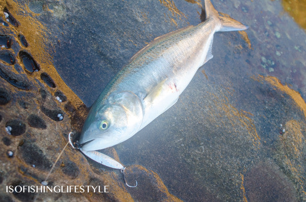 Report: Winter Shore Jigging