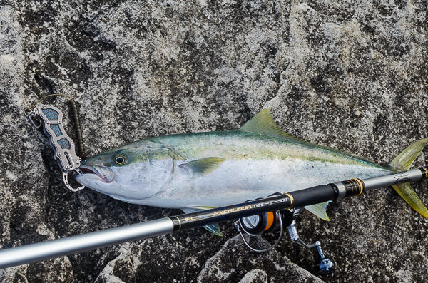 Sydney kingfish on ISO