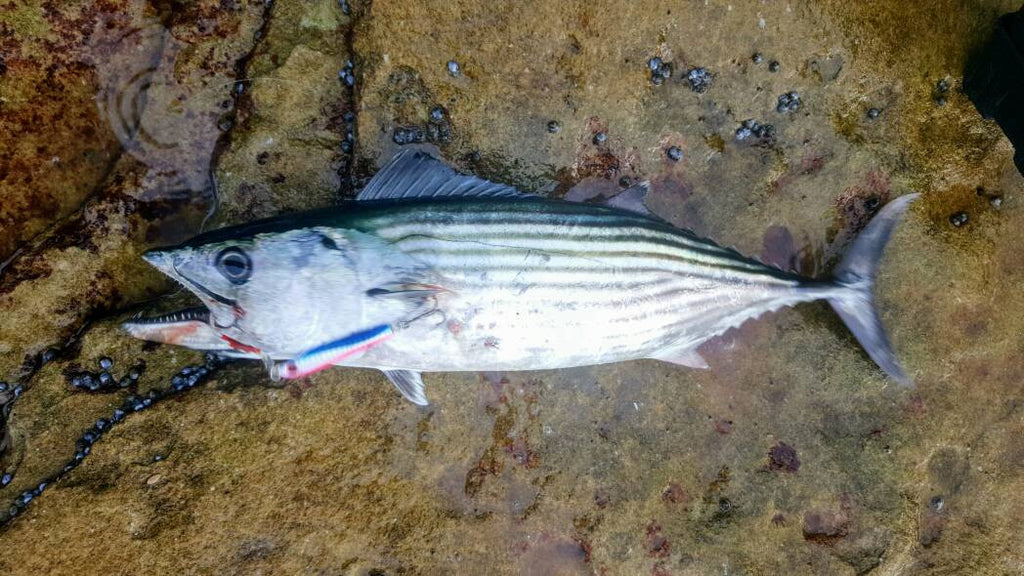 Member's shore jigging session