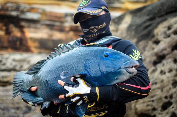 Solid Blue Groper + Funniest Net Job Ever