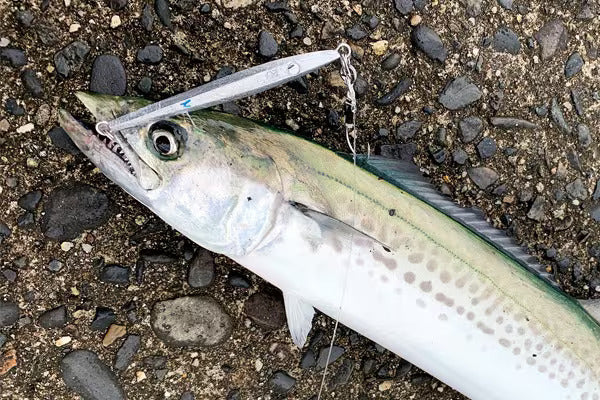 Mackerel Lures Best Rod And Reel For Spanish Mackerel Shimano