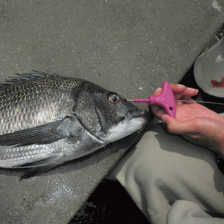 Outil De Pêche Lumica Shinkeijime Ikejime Moyen 60 Cm Outil Outil De Pêche Lumica Shinkeijime Ikejime Moyen 60 Cm Outil